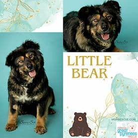 Little Bear - Great Pyrenees Mix available for adoption