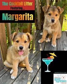 Margarita - Shepherd/Collie Mix available for adoption