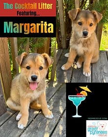 Margarita - Shepherd/Collie Mix available for adoption in Calgary