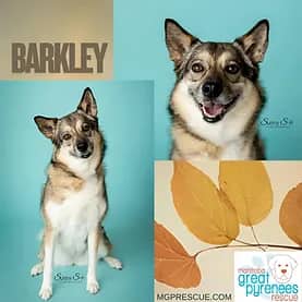 Lucy - Husky/Shepherd Mix available for adoption in Calgary