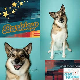 Barkley - Husky/Shepherd Mix available for adoption