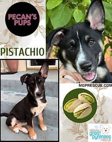 Pistachio2 - Husky/Shepherd mix available for adoption