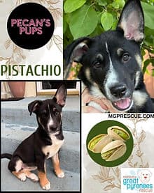 Pistachio2 - Husky/Shepherd mix available for adoption at Manitoba Great Pyrenees Rescue in Winnipeg