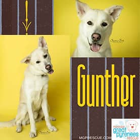 Gunther - Husky Mix available for adoption