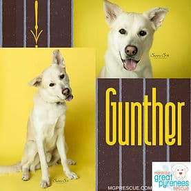 Gunther - Husky Mix available for adoption