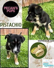 Pistachio - Husky/Shepherd mix available for adoption in Calgary