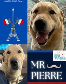 Mr Pierre - Retriever/Pyrenees Mix available for adoption