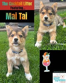 Mai Tai - Shepherd/Collie Mix available for adoption