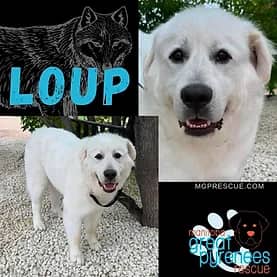 Loup - Great Pyrenees available for adoption in Manitoba