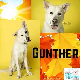 Gunther - Husky Mix available for adoption in Calgary