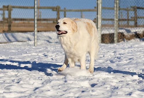 Yeti - Dogs available for adoption in Calgary