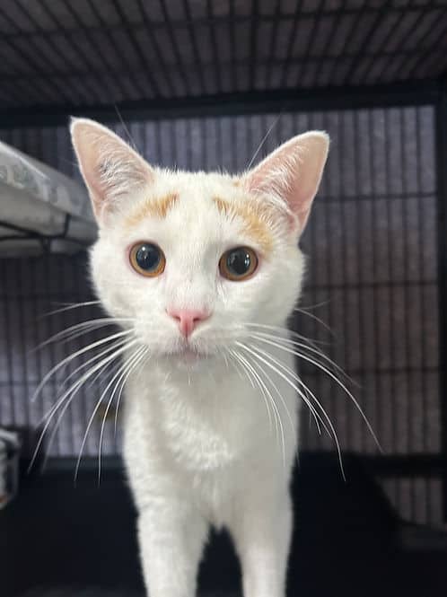 Nanton Field - Domestic Shorthair cat available for adoption in Calgary