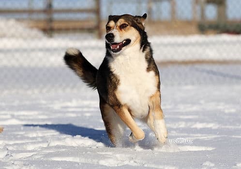Ann & Nancy Heart - Mixed Breed available for adoption in Calgary