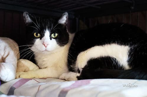 88th Street #2 - Domestic Shorthair cat available for adoption in Calgary