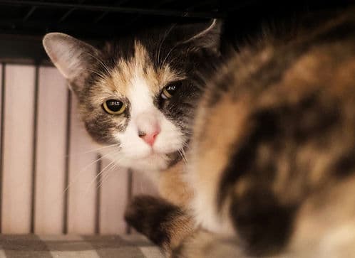Grace 19th Street #2 - Domestic Shorthair cat available for adoption in Calgary