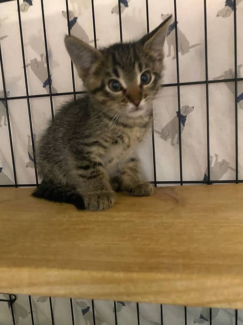 Courtney 24th Street M - Domestic Shorthair available for adoption