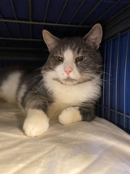 Dillon - Domestic Shorthair cat available for adoption in Calgary
