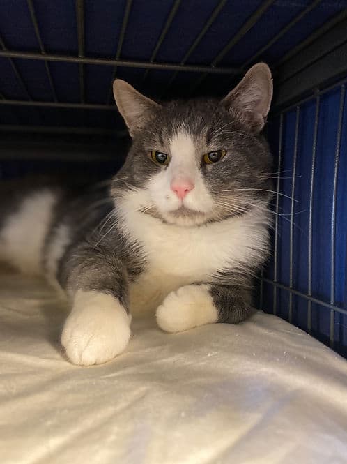 Dillon - Domestic Shorthair cat available for adoption in Calgary