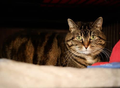 Emily Lloyd - Domestic Shorthair available for adoption
