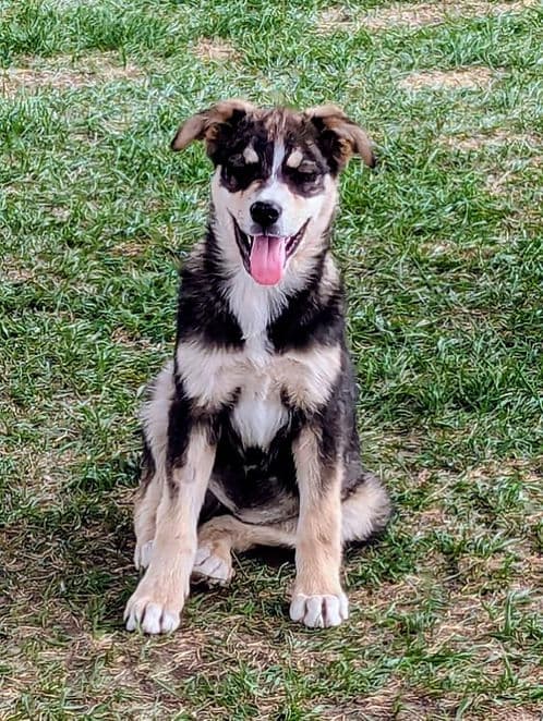 Mink - Husky available for adoption at Heaven Can Wait in Calgary