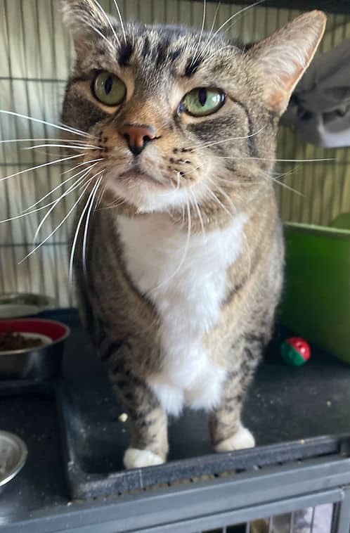 Gina-Lea - Domestic Shorthair available for adoption