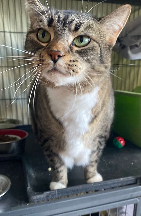 Gina-Lea - Domestic Shorthair cat available for adoption in Calgary