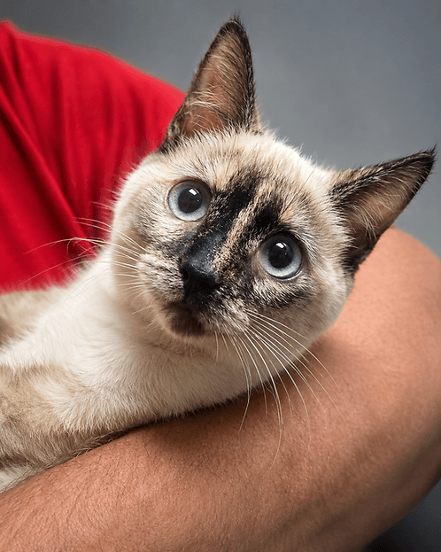 Dunbow Road #1 - Domestic Shorthair cat available for adoption at Heaven Can Wait in Calgary