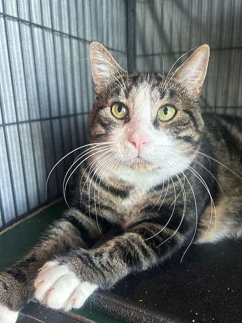 Sorebak Ranch - Domestic Shorthair cat available for adoption at Heaven Can Wait in Calgary