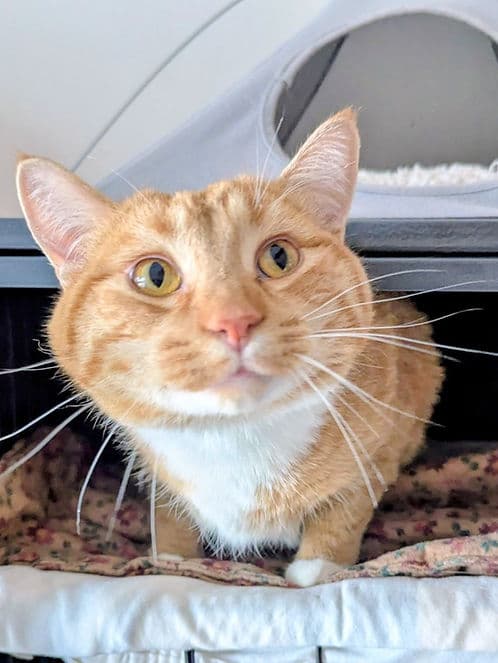 Xander 7th Ave - Domestic Shorthair cat available for adoption at Heaven Can Wait in Calgary