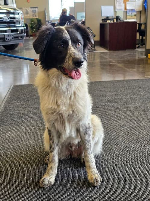 Eddie - Mixed Breed available for adoption
