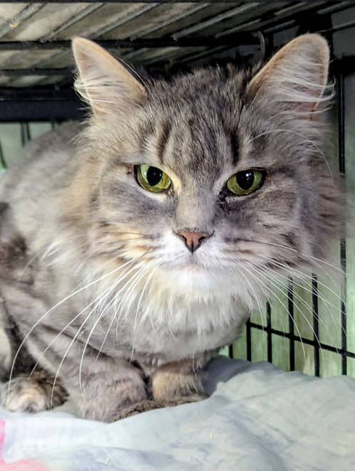 Mandy Foreclosure #2 - Domestic Shorthair cat available for adoption at Heaven Can Wait in Calgary