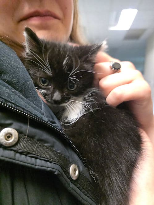 SAVE Orphans - Domestic Shorthair cat available for adoption at Heaven Can Wait in Calgary