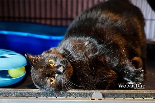 Darlene Strathmore - Domestic Shorthair cat available for adoption in Calgary