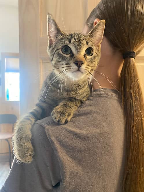 Ingrid 496th Ave Male - Domestic Shorthair cat available for adoption in Calgary