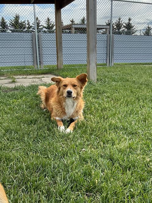 Tommy Lee - Mixed Breed available for adoption