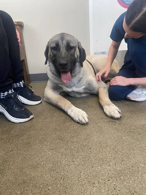 Lisa - Mixed Breed available for adoption in Calgary