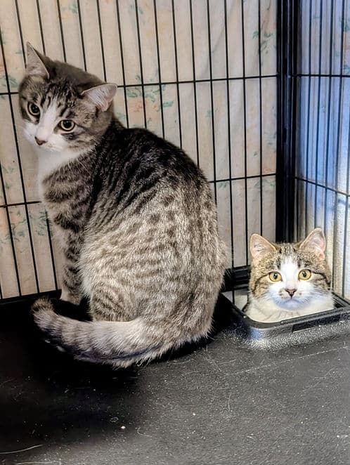 The Julie 112th Streets - Domestic Shorthair cat available for adoption in Calgary