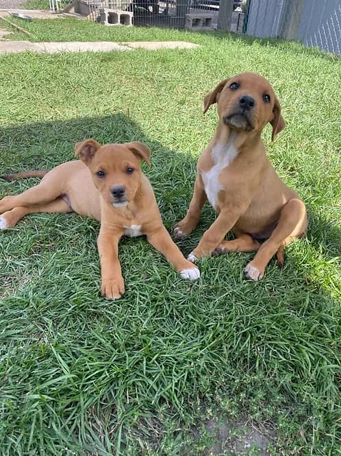 Helle's Litter - Collie available for adoption in Alberta