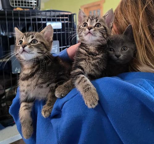Lucy Glasgow Litter - Domestic Shorthair cat available for adoption at Heaven Can Wait in Calgary