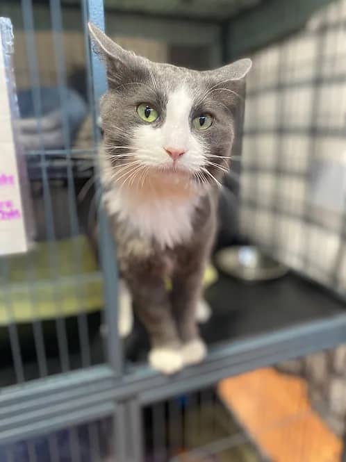 Cal CAS - Domestic Shorthair cat available for adoption at Heaven Can Wait in Calgary