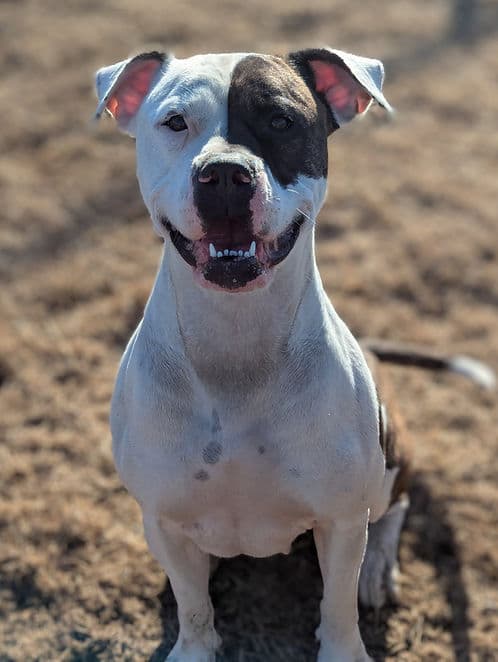 Vada - Boxer available for adoption in Calgary