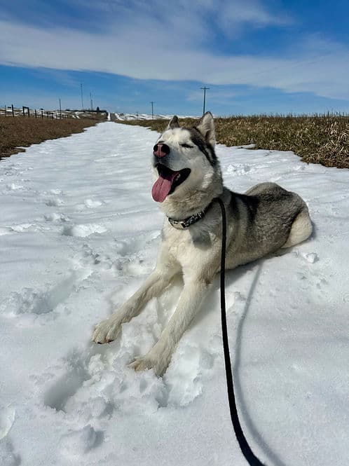 Percy - Typical Husky available for adoption in Calgary