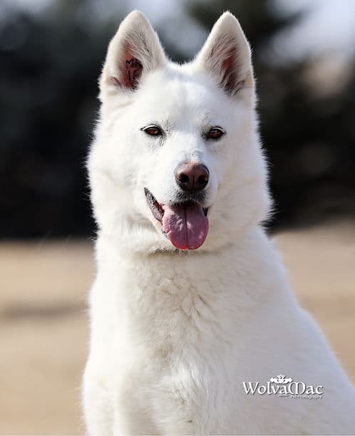 Cybil - Husky available for adoption in Calgary