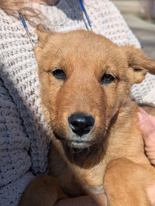 Little Fox - Mixed Breed available for adoption at Heaven Can Wait in Calgary