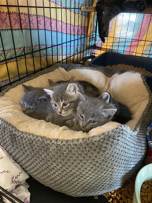 Lois 280th Ave Litter - Domestic Shorthair cat available for adoption at Heaven Can Wait in Calgary