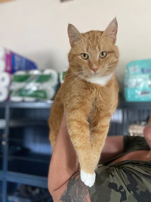 Dunbow Road #2 - Domestic Shorthair cat available for adoption at Heaven Can Wait in Calgary