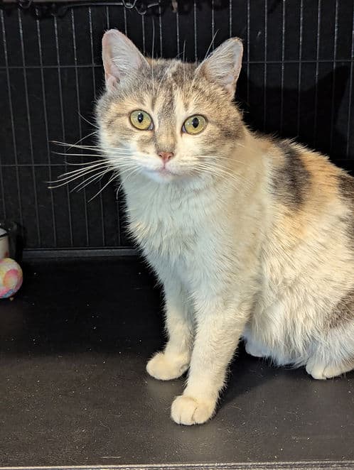 Rockyview County #2 - Domestic Shorthair cat available for adoption at Heaven Can Wait in Calgary