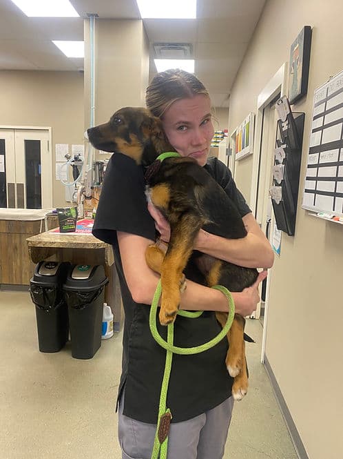 Squirrel - Mixed Breed available for adoption at Heaven Can Wait in Calgary