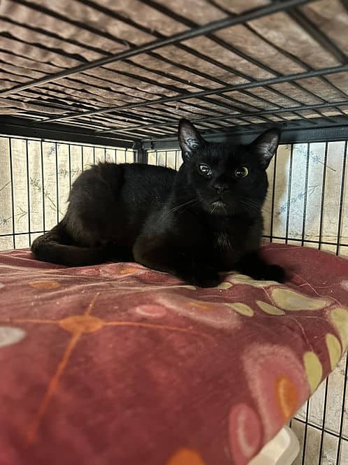 Ava Hwy2A - Domestic Shorthair available for adoption