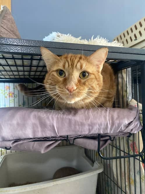 Val Westridge - Domestic Shorthair available for adoption